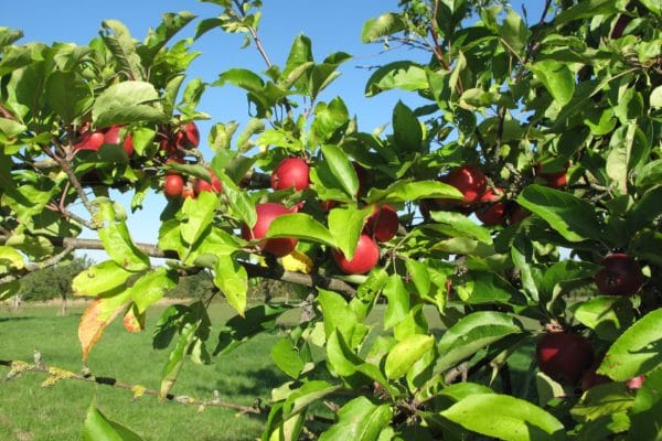 Streuobstwiese im Heidebad