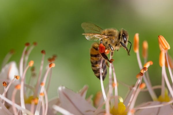 Bienen im Heidebad