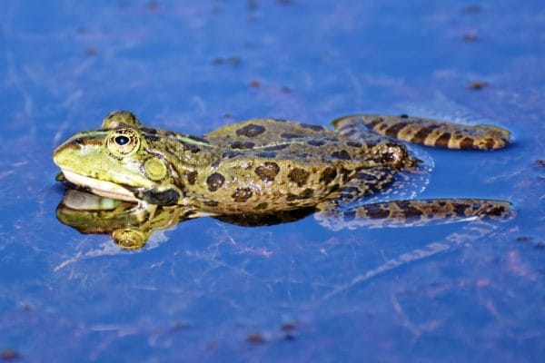 Amphibienwanderung im Heidebad