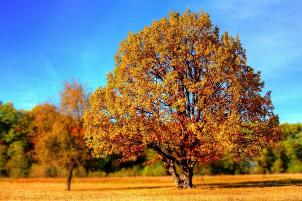 Herbst spazieren Heidesee