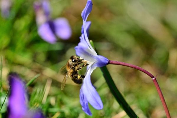 Bienen im Heidebad