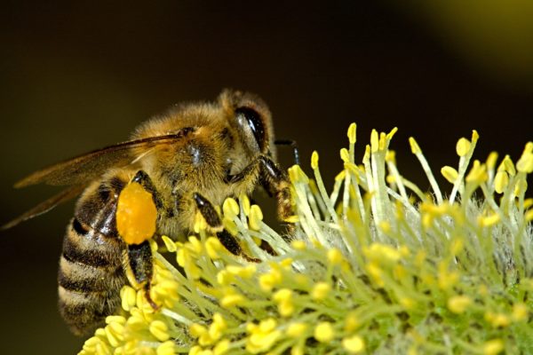 Bienen im Heidebad