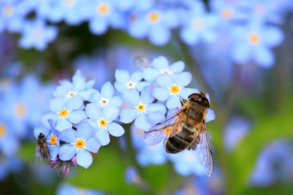 Bienen am Heidesee