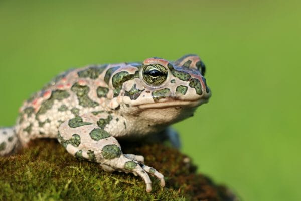 Amphibienwanderung im Heidebad