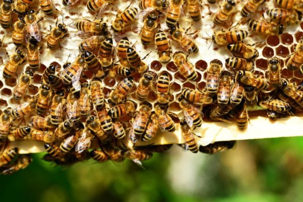 Bienen am Heidesee