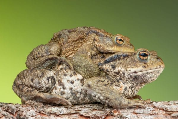 Amphibienwanderung im Heidebad