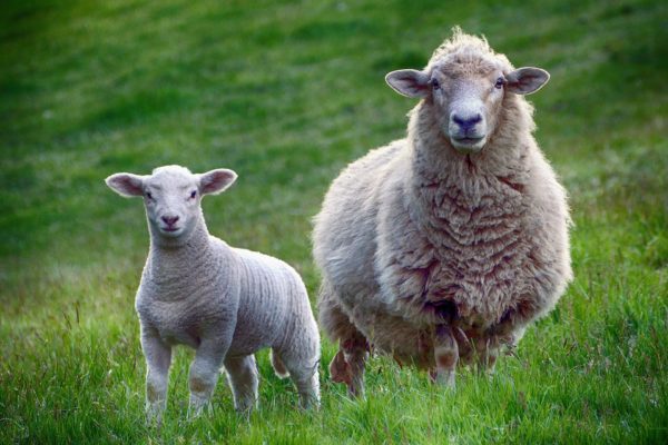 Schafe im Heidebad