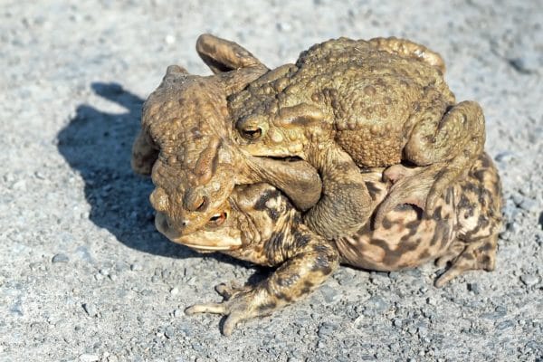 Amphibienwanderung im Heidebad