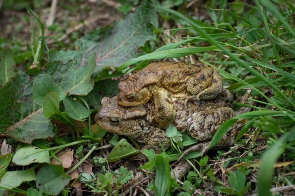 Amphibienwanderung im Heidebad